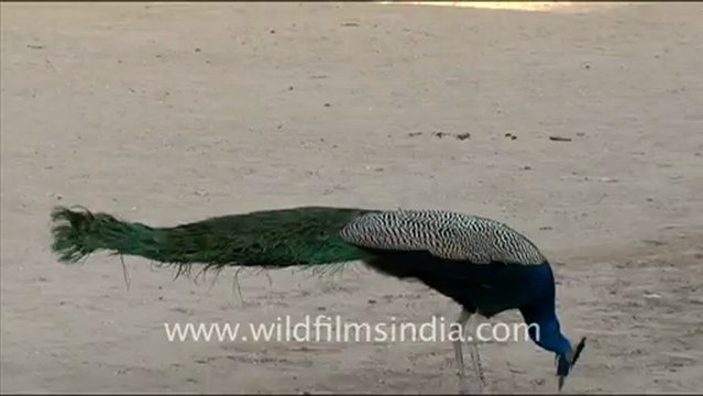 1585.Peafowl in Rajasthan.mov