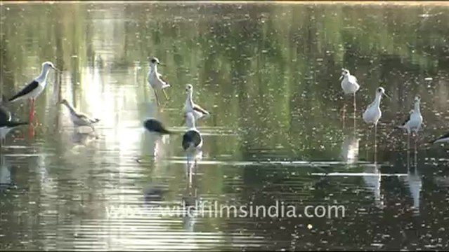 1588.Group of black-winged stilts in Jaisalmer, Rajasthan.mov