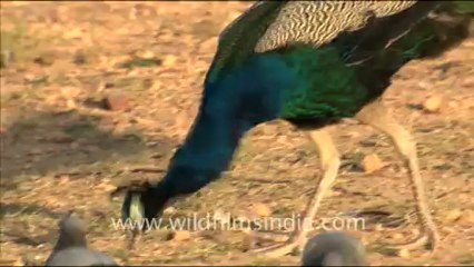 1605.Chinkara and Peafowl in Dhawa Doli Wildlife Sanctuary.mov