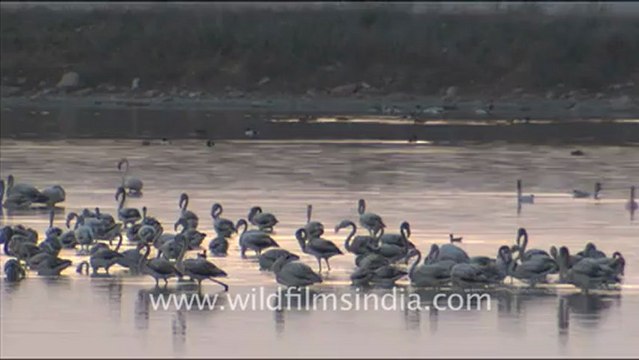 1621.Flamingos in Sambhar Lake.mov