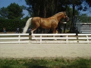 Saumur & championats d'europe poney!