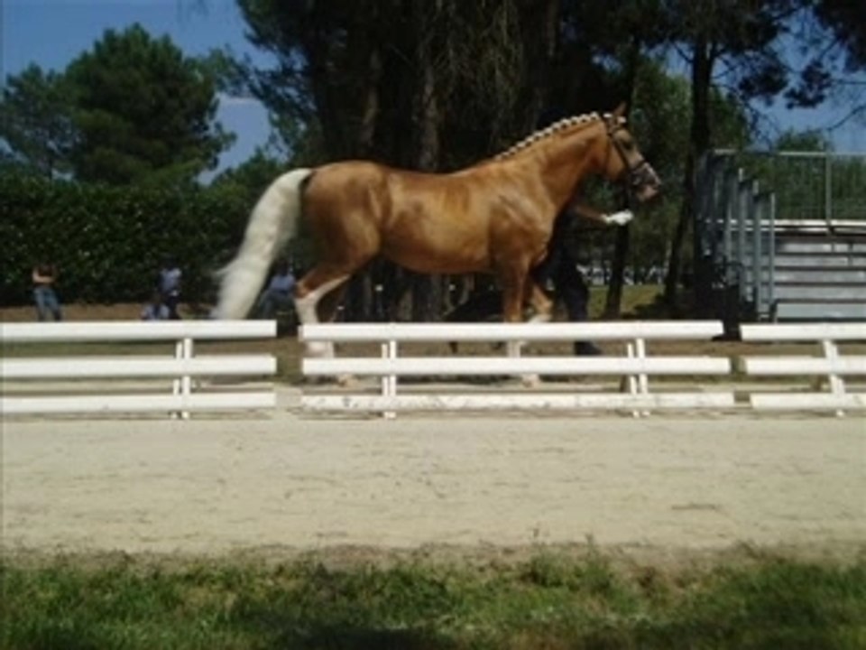 Saumur & championats d'europe poney!