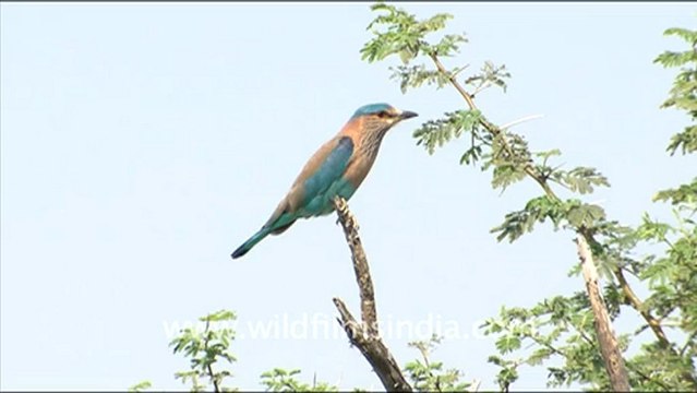 1648.Indian Roller in Tal Chappar Wildlife Sanctuary.mov