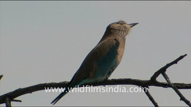 1650.Indian roller sitting on a Tree, Rajasthan.mov