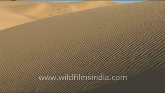 1653.Sam Sand Dunes of Rajasthan.mov