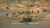 1654.Camel Safari in Sam Sand Dunes.mov