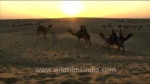 1655.Camel Safari - Sam sand dunes.mov
