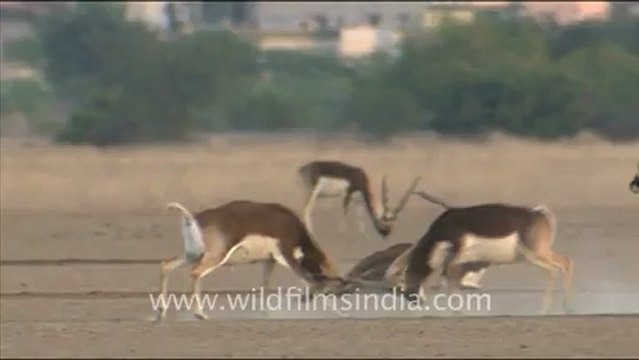 1660.Black Bucks Fighting in Tal Chappar Wildlife Sanctuary.mov