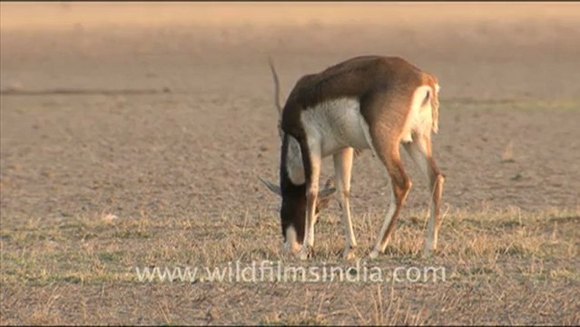 1661.Black Buck in Tal Chappar Sanctuary.mov