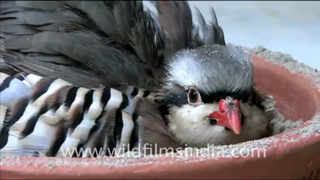 1673.Chukor Partridge sand-bathing....mov