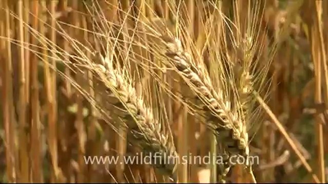 1675.Wheat field ready for harvest.mov