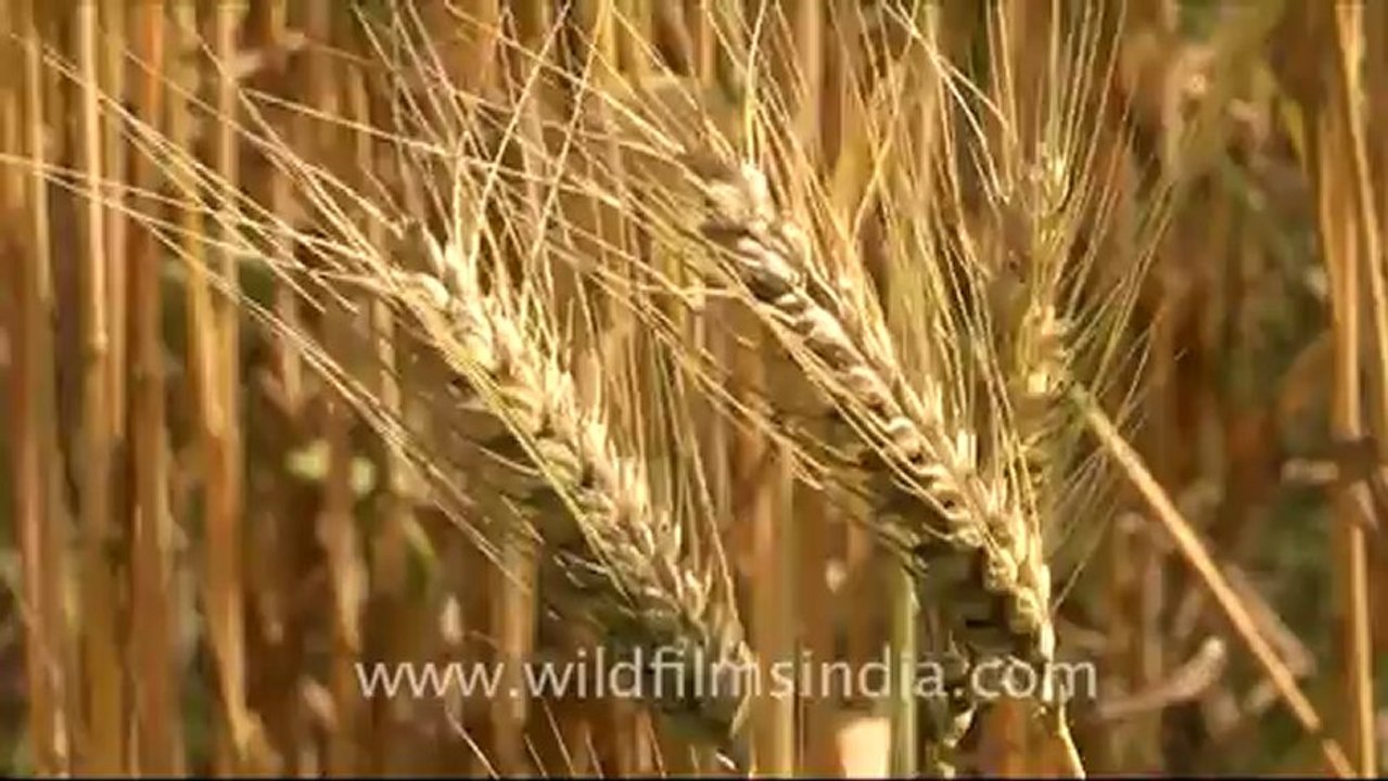 1675.Wheat field ready for harvest.mov