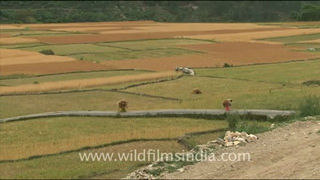 1680.Women harvesting wheat in India.mov