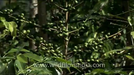 1681.Coffee beans on the plant.mov