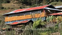 1682.Corn drying in West Kameng, Arunachal Pradesh.mov