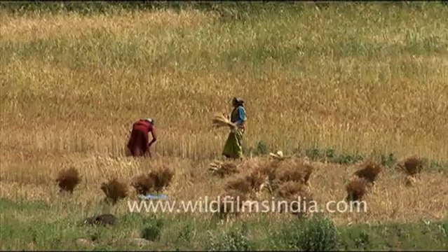 1693.Women harvesting wheat in Uttarkashi.mov