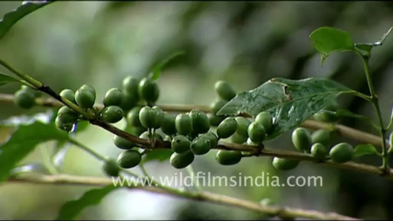 1691.Coffee Bean plant.mov