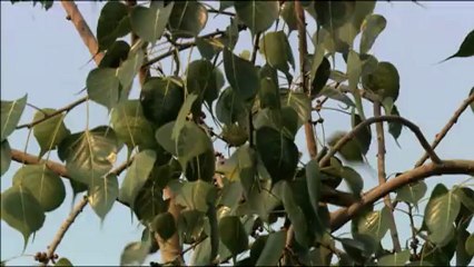 1699.Yellow Legged Green Pigeon.mov