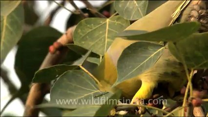 1708.Yellow Legged Green Pifeon sitting on Peeepal Tree.mov