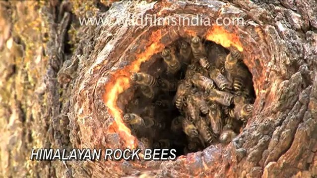 1737.Landour, Mussoorie.mov