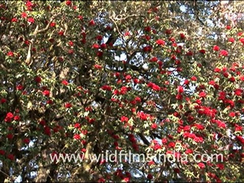 1738.Rhododendron arboreum Trees.mov