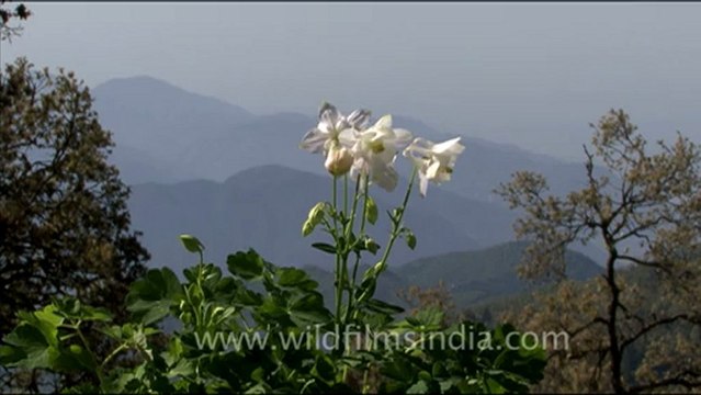 1750.Aquilegia flowers in Landour.mov