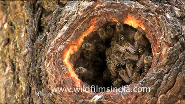 1745.Himalayan Rock Bees.mov
