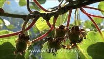 1746.Kiwi Fruit Vines in the Himalaya.mov