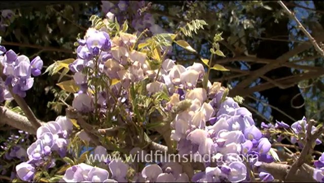 1756.Wisteria Creeper in Landour.mov