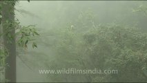 1758.Langur in Landour's mist.mov