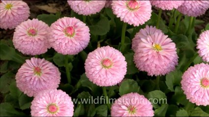1759.Double daisy flowers in Landour.mov