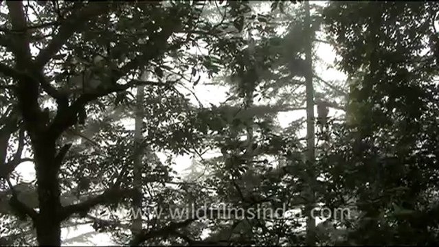 1760.Langur in the oaks.mov