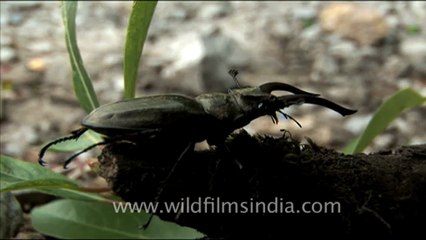 1770.Stag Beetle near Kempty Falls, Mussoorie.mov
