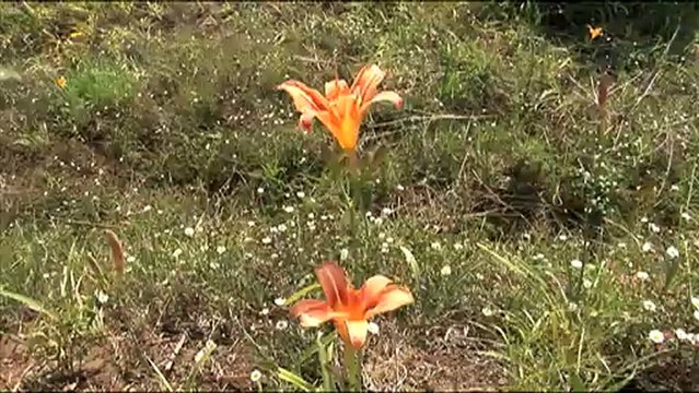 1772.Tiger lily in Landour.mov