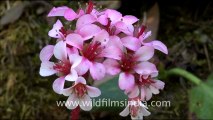 1773.Bergenia or Saxifrage.mov