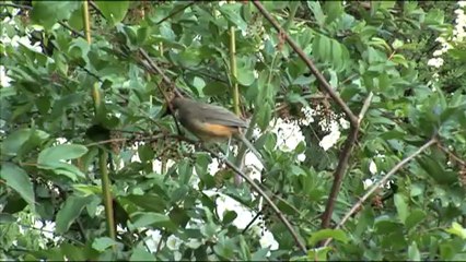 1774.White throated Laughing Thrush, Landour.mov
