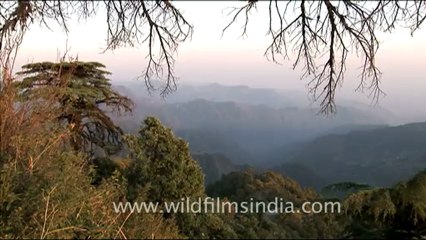 1776.View from Jabbarkhet haunted house, through the deodars!.mov