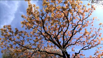 1777.Horse Chestnut fresh leaves in spring....mov