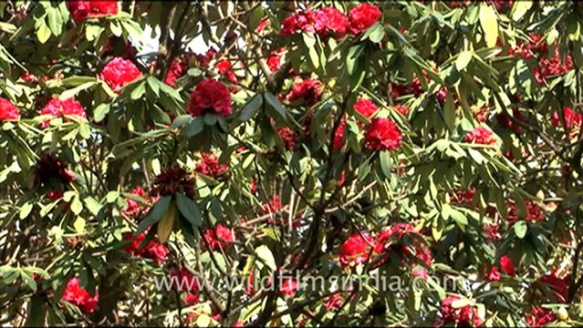 1778.Rhododendron arboreum trees.mov