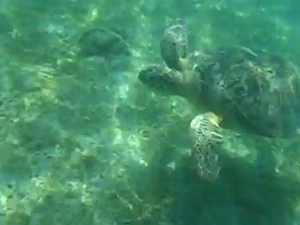 Tortue