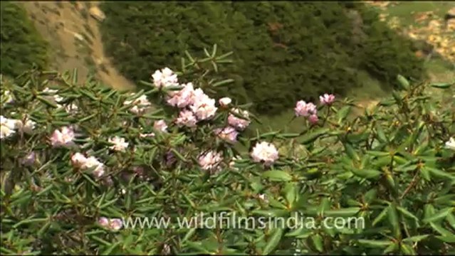 1785.Rhododendron campanulatum shrubs in flower.mov