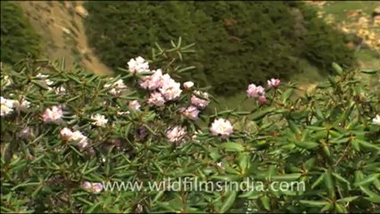 1785.Rhododendron campanulatum shrubs in flower.mov
