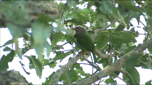 1801.Lineated Barbet in Corbett Park.mov