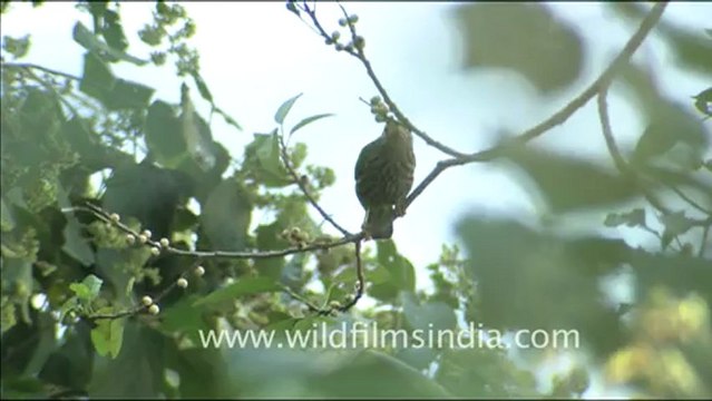 1802.Lineated Barbet.mov