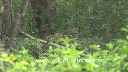 1808.Jackal + excellent Corbett National Park forest habitat.mov