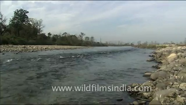 1810.Kosi River, Corbett National Park.mov