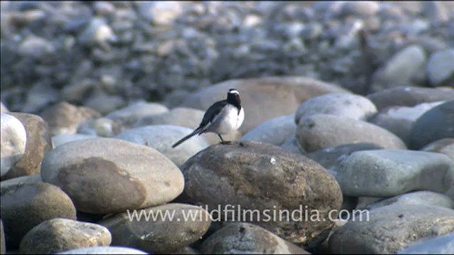 1812.White Wagtail, Corbett Park.mov