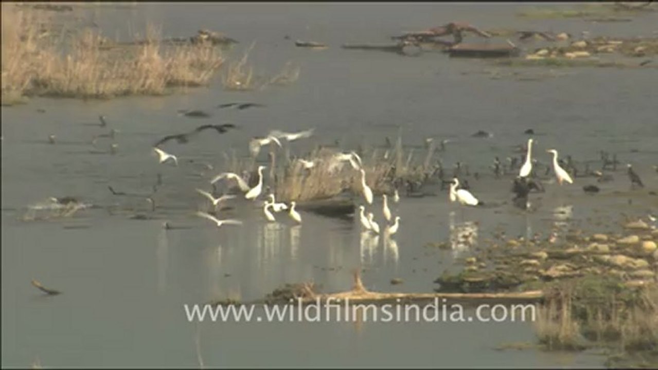 1817.Water birds on the Ramganga - Egrets and cormorants.mov