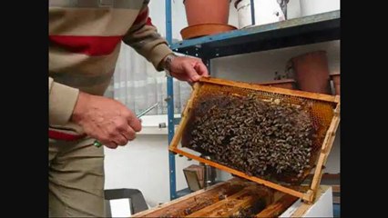 19-aralık-2012 balkondaki koloni kontrolü