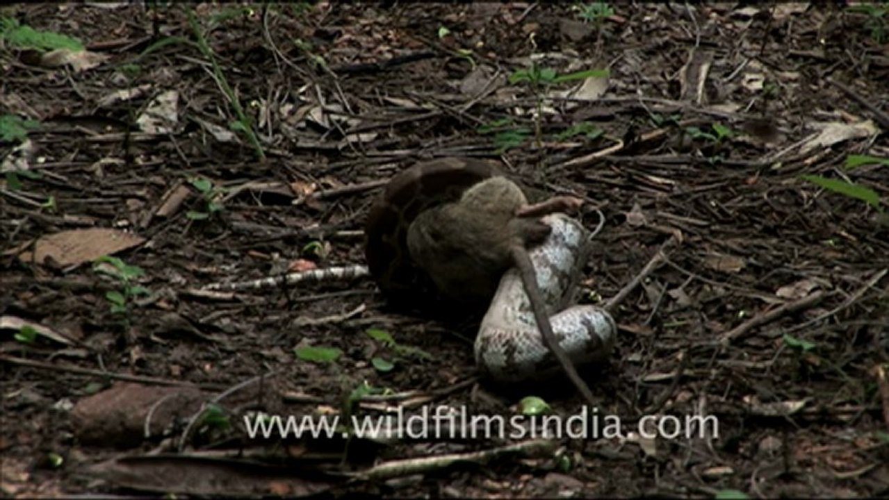 1874.Python molurus eating a rat in Madhya Pradesh, India.mov